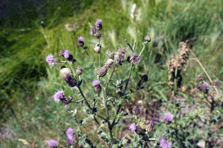 common ohio weeds Thistle