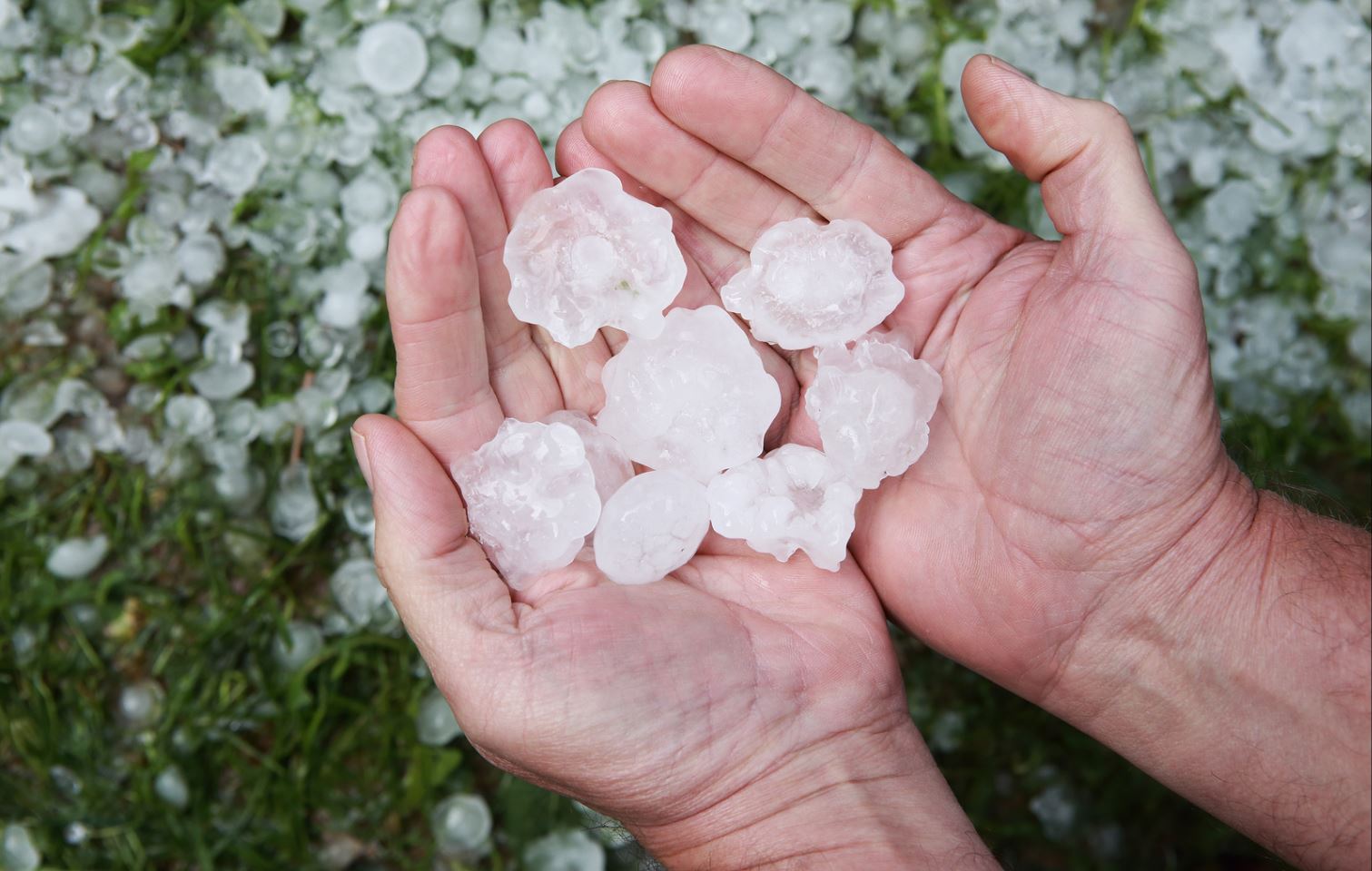 Has a Hailstorm Hit? Just Call Muth Has a Hailstorm Hit? Just Call Muth